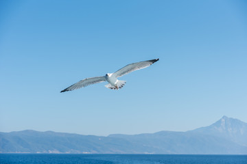 Fototapeta na wymiar Flying in the sky seagulls