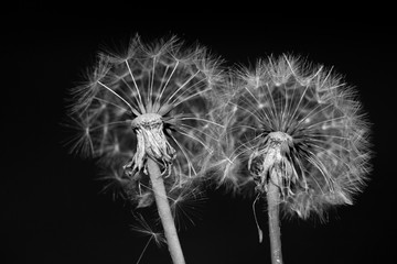 dandelions close up black and white