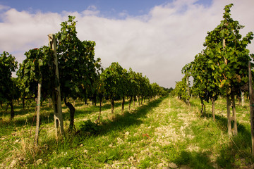 Fototapeta na wymiar Vineyards in Montepulciano, Italy