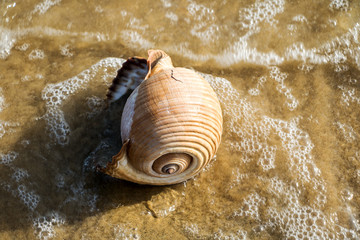 beim strandspazierung schöne muschel gefunden