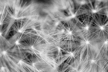 Two dandelions close up black and white