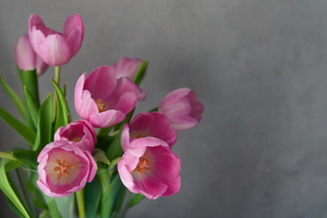 Still life with a bouquet of pink tulips on wall background, with copy space