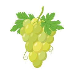Vector illustration of a funny bunch of green grapes in cartoon style.