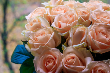 Bouquet of delicate roses . A background of floral roses. Beautiful flowers. A gift for the holiday. Fresh flowers.
