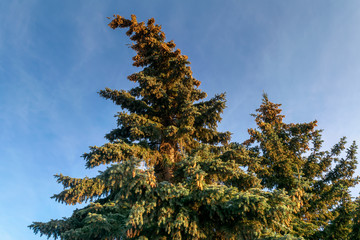 Crowns of blue fir trees with cones against the blue sky.