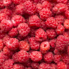Fresh berries. Closeup background. Raspberry full frame.
