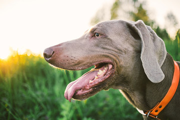 Neb of grey dog in collar amid green plants
