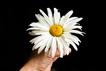 Blossom of chamomile flower in the man hand isolated on the black background with copyspase for cards and design for Valentine's Day.