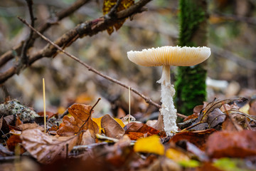 Lepiota clypeolaria mushroom among the variegated leaves in a forest