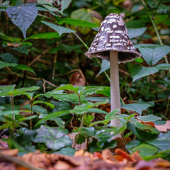 Beautiful poisonous Coprinopsis Picacea, Magpie fungus mushroom.
