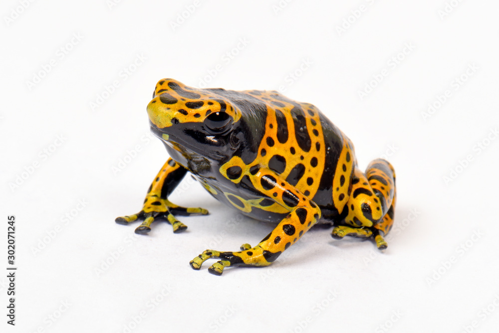 Canvas Prints Gelbgebänderter Baumsteiger (Dendrobates leucomelas) - Yellow-banded poison dart frog