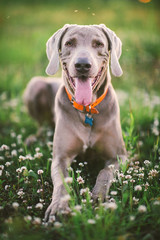 Tired big dog with grey fur resting on bloomy meadow at nature
