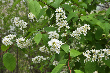 In the spring bird-cherry tree (Prunus padus) blossoms in nature