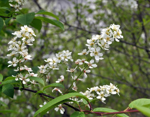 In the spring bird-cherry tree (Prunus padus) blossoms in nature