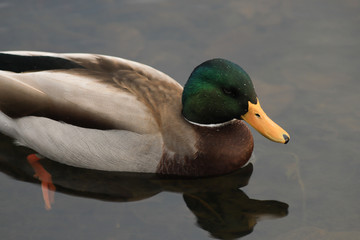 Male Mallard Duck on Marsh