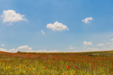 A field of red poppies just outside the town of Castelluccio, Umbria, Italy against a bright blue sky
