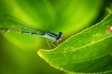 Magical dragonfly on a hot summer day.