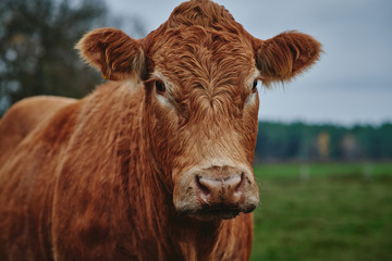 Portrait of a Beef Cow Standing in a Field