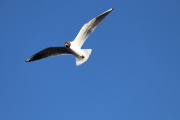 Fototapeta na wymiar Seagull flying on the sky