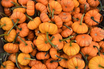 Mini pumpkins