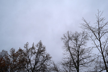 The view from below is of dark trees against a grey sky. Fantasy nature.