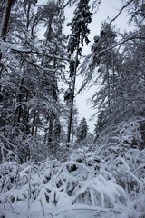 forest in winter