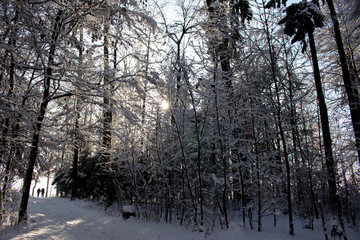 forest in winter