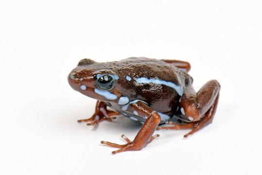 Anthony's poison arrow frog (Epipedobates anthonyi) - Dreifarbenbaumsteiger