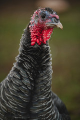 portrait of turkey