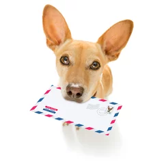 Crédence de cuisine en verre imprimé Chien fou chien courrier livrer postal poste homme