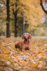 Pointing dog during walk in the city or field