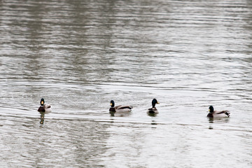 Canards