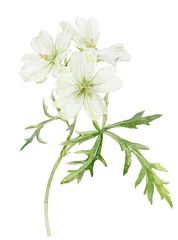 Watercolor illustration. The flowers of musk mallow white. Painted white delicate flowers. © Dasha
