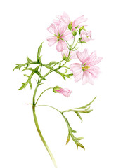 Flower mallow musky pink. Watercolor illustration. Delicate flowers on white background.