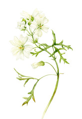 Watercolor illustration. The flowers of musk mallow white. Painted white delicate flowers.