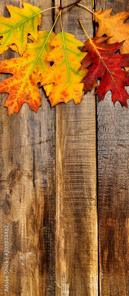 Canvas Prints top view autumn maple leaves on wooden table vertical frame with copy space bottom.