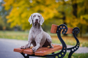 Pointing dog during walk in the city or field