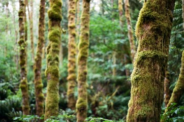 Mossy Trees