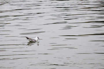 Oiseau