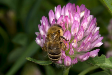 Bee, Honey bee, Apis, Blossom, Nectar, Pollen, Thuringia, Germany, Europe