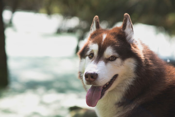 Portrait siberian husky dog ​​in the forest
