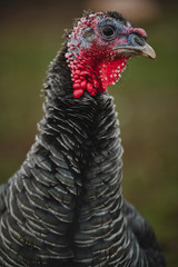 portrait of turkey