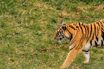 bengal tiger walking through a green meadow