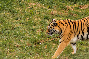 Fototapeta na wymiar bengal tiger walking through a green meadow