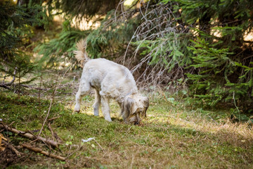 Naklejka na ściany i meble Dog playing in the forest
