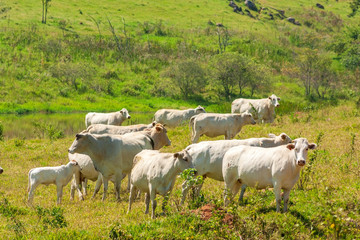 Fototapeta premium Gado IMG_3611