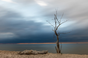 Zachód słońca na plaży w Sobieszewie, samotne drzewo, Polska