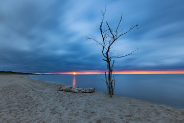 Zachód słońca na plaży w Sobieszewie, samotne drzewo, Polska