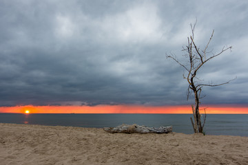 Zachód słońca na plaży w Sobieszewie, samotne drzewo, Polska - obrazy, fototapety, plakaty