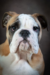 english bulldog in front of brown background